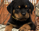Собаки в других городах Свердловской области: Ротвейлер, щенок Мальчик, 80 000 руб. - фото 3