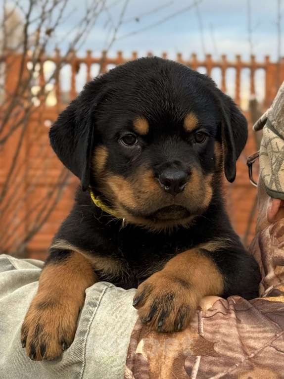 Собаки в других городах Свердловской области: Ротвейлер, щенок Мальчик, 80 000 руб. - фото 3