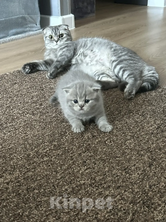 Кошки в Москве: Шотландский голубоглазый мальчик Мальчик, 15 000 руб. - фото 2