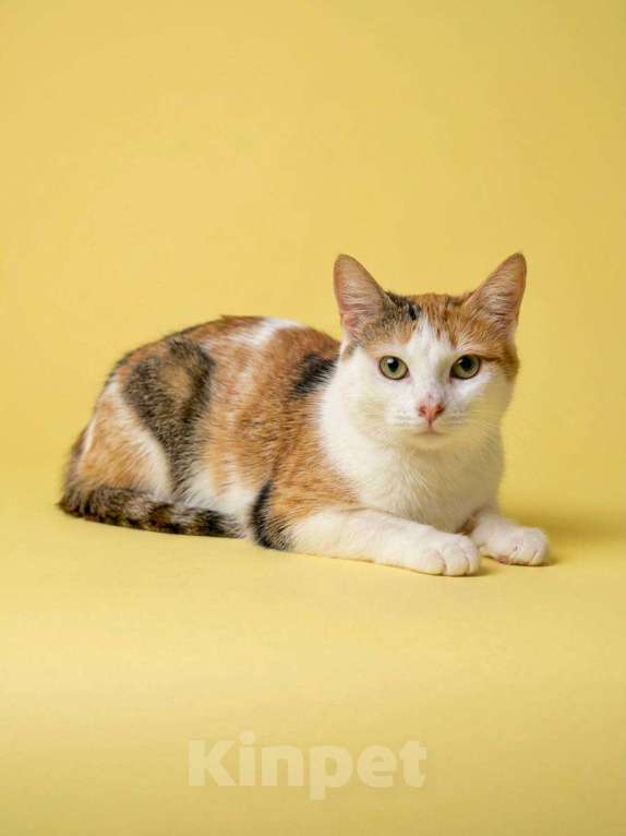 Кошки в Москве: Дофаминка мечтает о доме Девочка, Бесплатно - фото 4