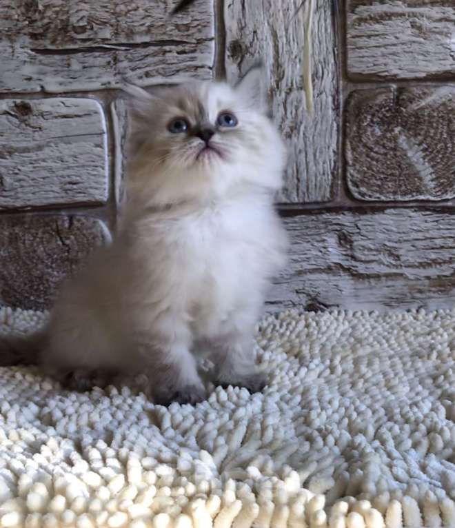 Кошки в Москве: продаются шотландские котята Девочка, 20 000 руб. - фото 6