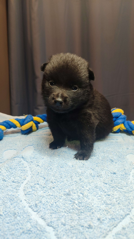 Собаки в Раменском: Щенки шипперке от титулованных родителей в домашних условиях (Желтая) Девочка, 80 000 руб. - фото 1