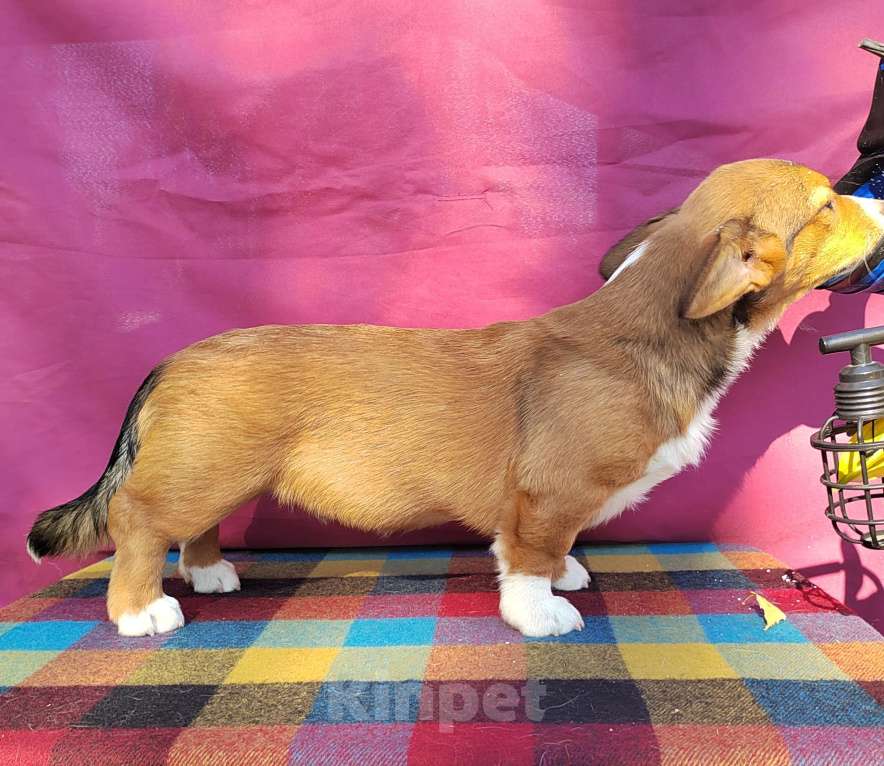 Собаки в Екатеринбурге: Щенки Корги Кардиган  Мальчик, Бесплатно - фото 9