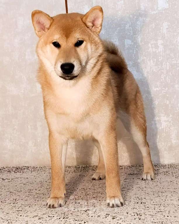 Собаки в других городах Ростовской области: щенок Сиба Мальчик, 40 000 руб. - фото 1