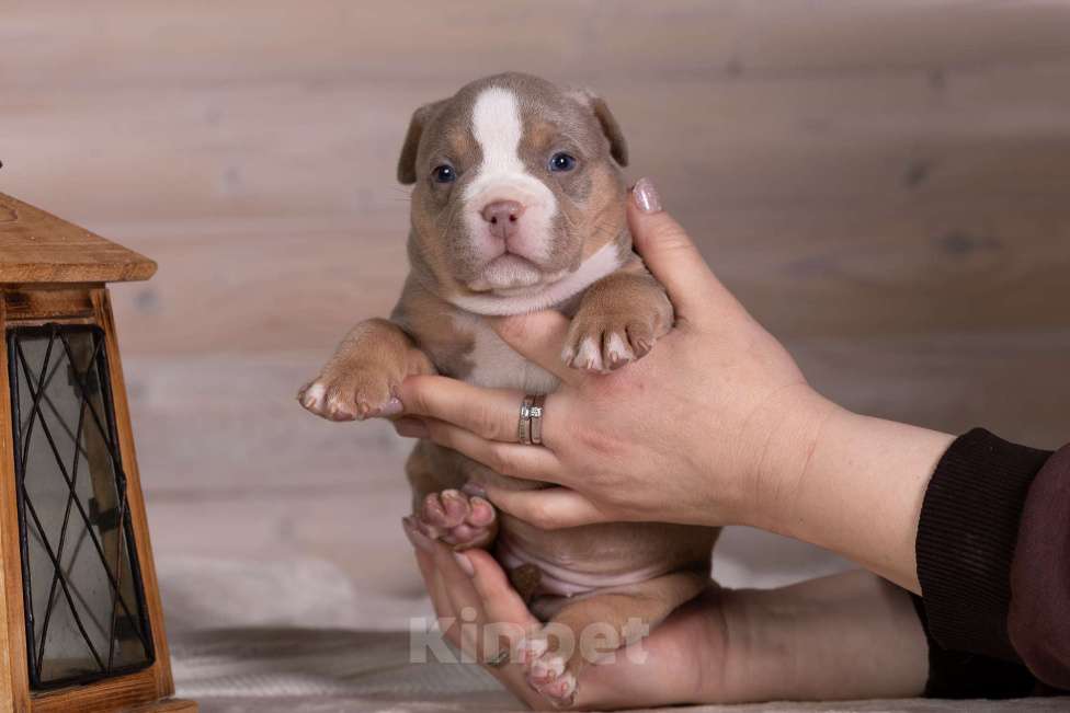 Собаки в Королеве: Американский булли Девочка, 200 000 руб. - фото 1