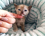 Кошки в Ростове-на-Дону: Котенок европейской Бурмы Девочка, Бесплатно - фото 1