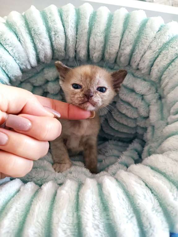 Кошки в Ростове-на-Дону: Котенок европейской Бурмы Девочка, Бесплатно - фото 1