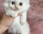 Кошки в Казани: Кошечка Девочка, 30 000 руб. - фото 1