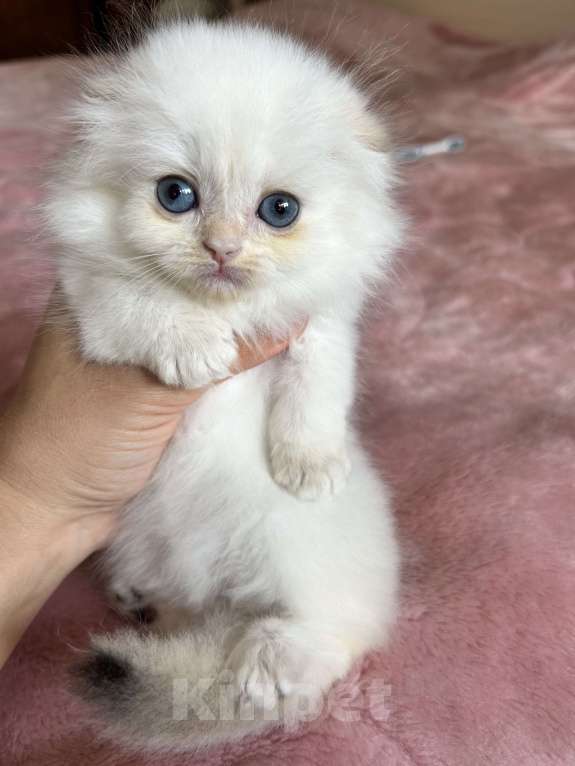 Кошки в Казани: Кошечка Девочка, 30 000 руб. - фото 1