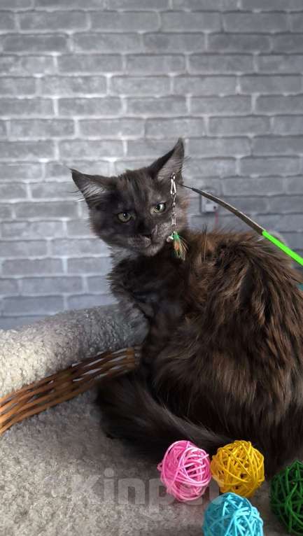 Кошки в Кемерово: Девочка черный дым Девочка, 25 000 руб. - фото 1