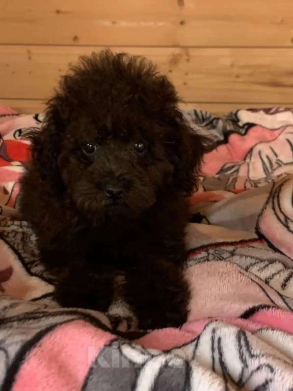 Собаки в Темрюке: Девочки и мальчики Девочка, 30 000 руб. - фото 3