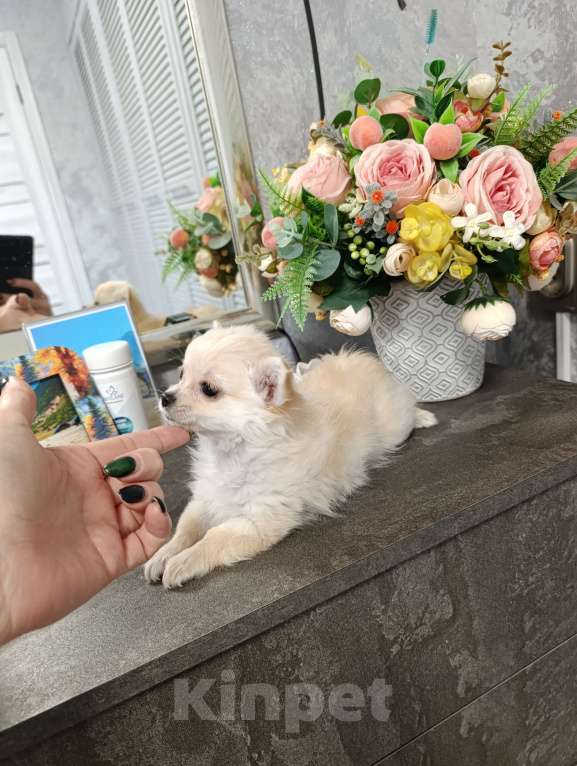 Собаки в Краснодаре: Чихуахуа длинношерстный Мальчик, 25 000 руб. - фото 3