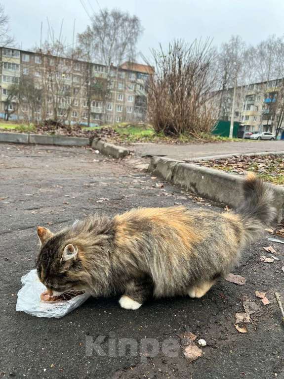 Кошки в Коломне: НАШЛИ КОШКУ ТРЕХЦВЕТНУЮ Девочка, Бесплатно - фото 3