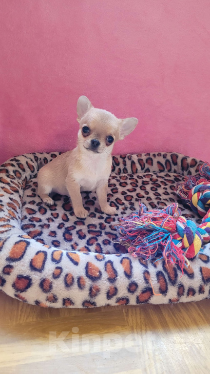 Собаки в Москве: Чихуахуа голубо-палевый мальчик Мальчик, Бесплатно - фото 4