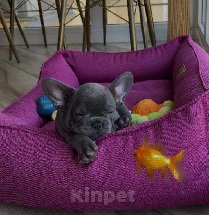 Собаки в Уфе: Продам щенков породы: Французский бульдог Мальчик, 20 000 руб. - фото 2