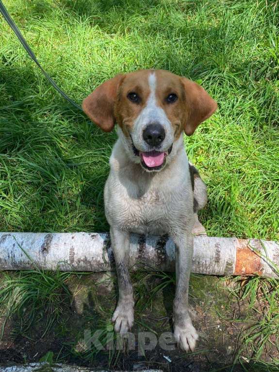 Собаки в других городах Московской области: Русская гончая ищет дом Мальчик, Бесплатно - фото 2