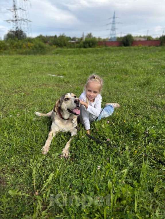 Собаки в Москве: Три года надежды в глазах Рэя. Мальчик, Бесплатно - фото 1