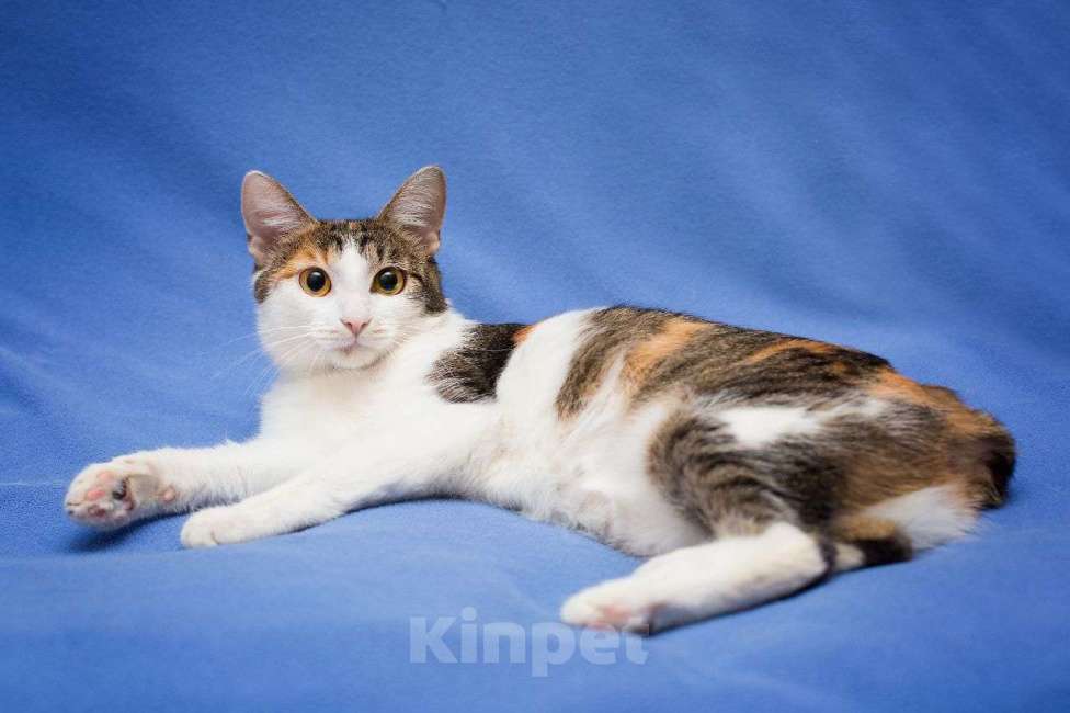 Кошки в Москве: Трехцветная кошечка в добрые руки! Девочка, Бесплатно - фото 2