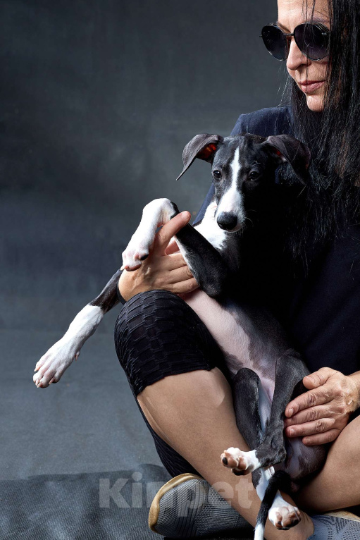 Собаки в Москве: Красивый парень уиппет черного цвета Мальчик, 55 000 руб. - фото 7
