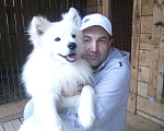 Собаки в Бийске: Самоедская лайка Вязка, 1 руб. - фото 2