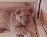 Собаки в Москве: Малыши карандаши ищют дом Девочка, Бесплатно - фото 2