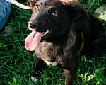 Собаки в Сочи: Фрида ищет тебя, Мама! Девочка, Бесплатно - фото 3