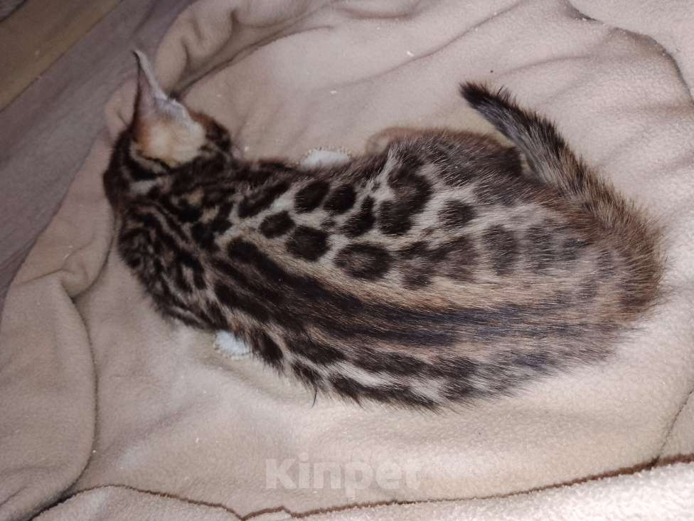 Кошки в Санкт-Петербурге: Бенгальская кошечка Девочка, 55 000 руб. - фото 3