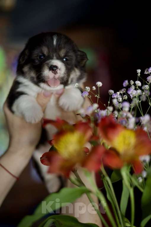 Собаки в Белокурихе: Щенки Вельш Корги Пемброк Девочка, 60 000 руб. - фото 3