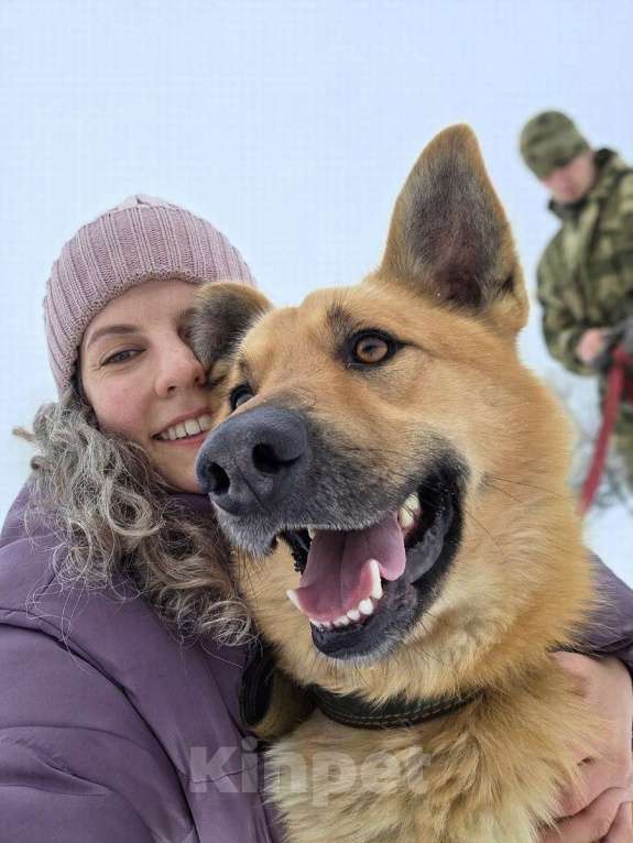 Собаки в Москве: Шикарный парень Майор в добрые руки! Мальчик, Бесплатно - фото 6