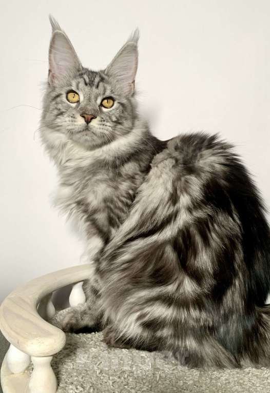 Кошки в Краснодаре: Котенок породы Мейн-кун Девочка, 25 000 руб. - фото 3