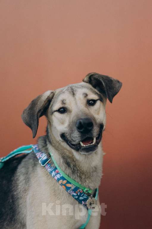 Собаки в Москве: Эсми- девочка противоречие 💕 Девочка, Бесплатно - фото 5