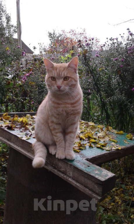 Кошки в Брянске: Кот Мальчик, Бесплатно - фото 5