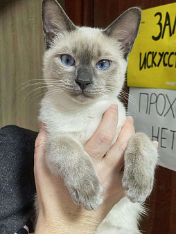 Тайский котенок