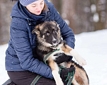 Собаки в Москве: Молодой, домашний песик в добрые руки Мальчик, Бесплатно - фото 5