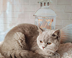 Кошки в Москве: Британские котята Девочка, 20 000 руб. - фото 3