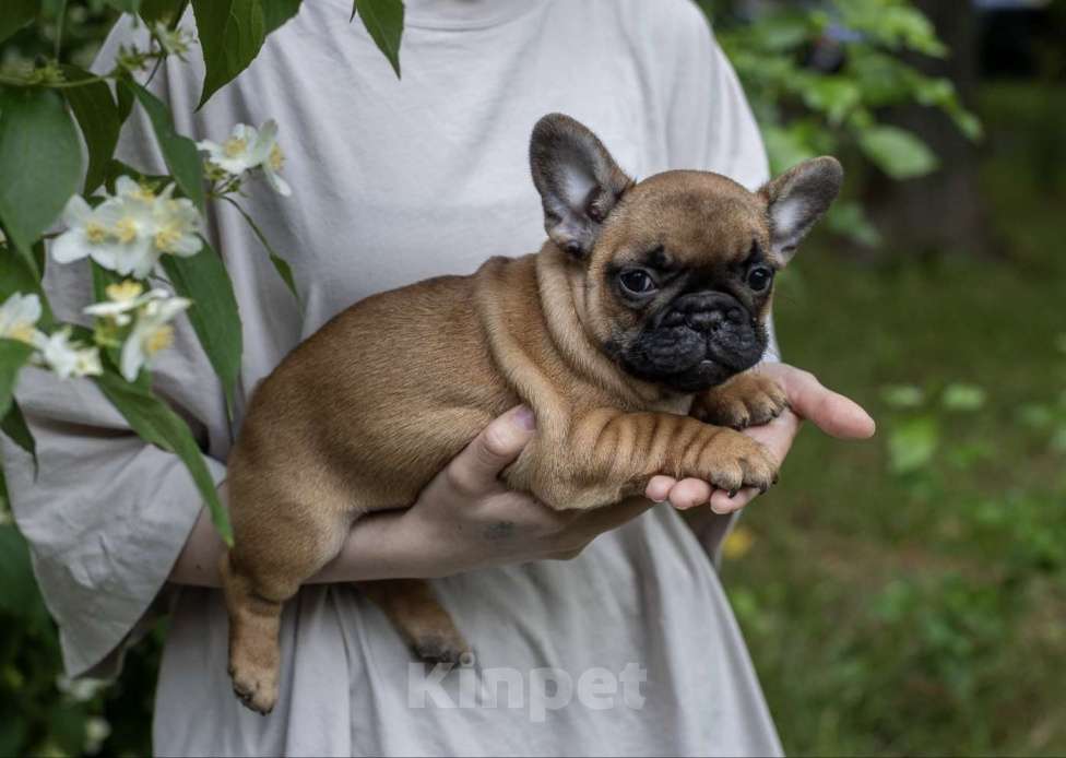 Собаки в Москве: Французская булочка Мальчик, 50 000 руб. - фото 3