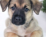 Собаки в Видном: Малышка Мими ищет дом Девочка, Бесплатно - фото 2