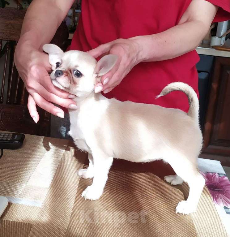 Собаки в Москве: красивая породная супер чихуахуа Девочка, 60 000 руб. - фото 5