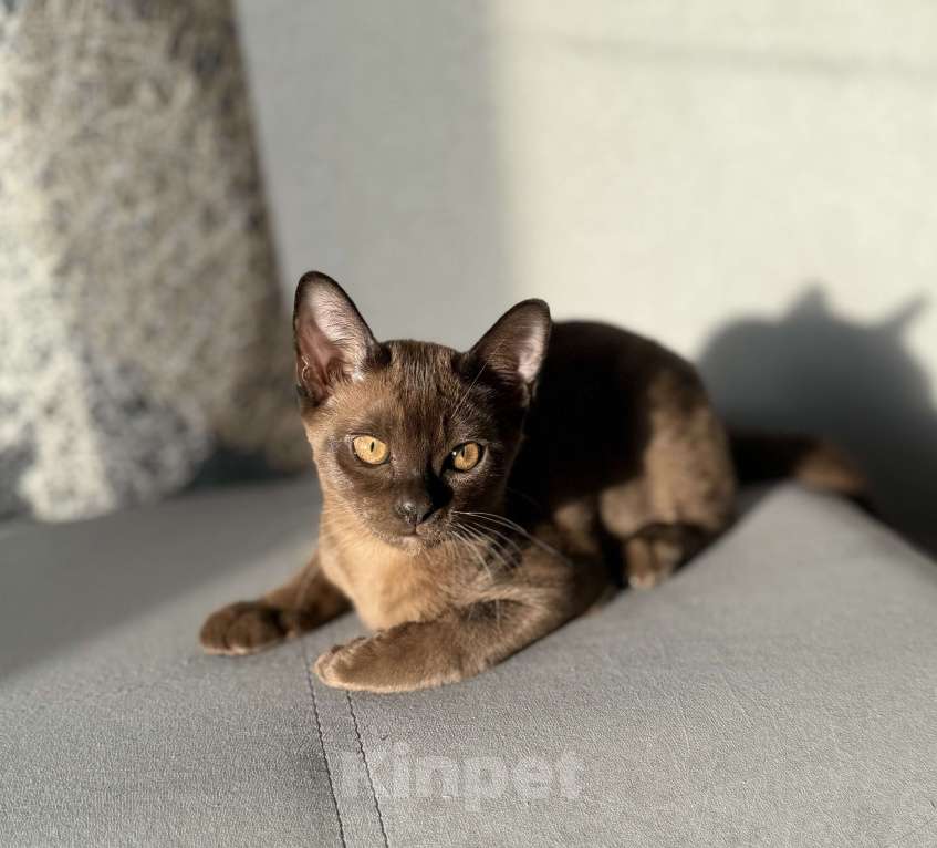 Кошки в Москве: Бурманские котята мальчики Мальчик, 80 000 руб. - фото 2