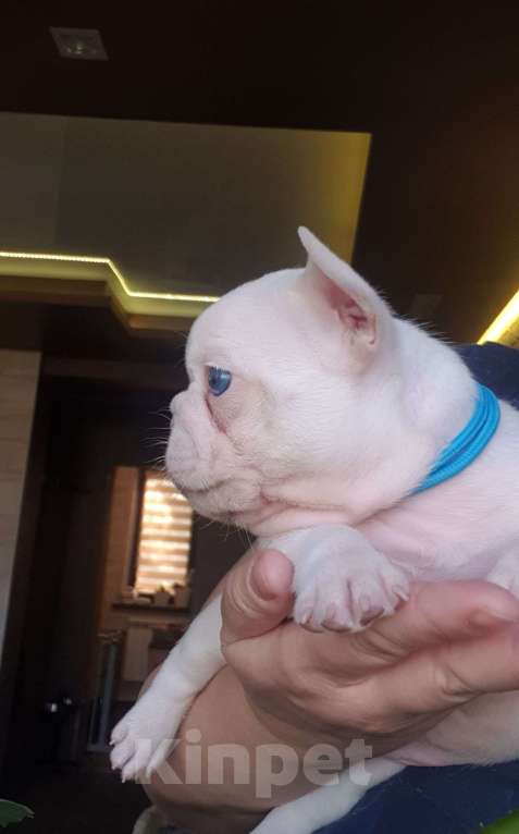 Собаки в Москве: Мальчик Лилак Платинум Мальчик, 80 000 руб. - фото 1