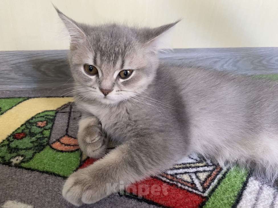 Кошки в других городах Московской области: Девочка британка серебристая шиншилла Девочка, 7 000 руб. - фото 3