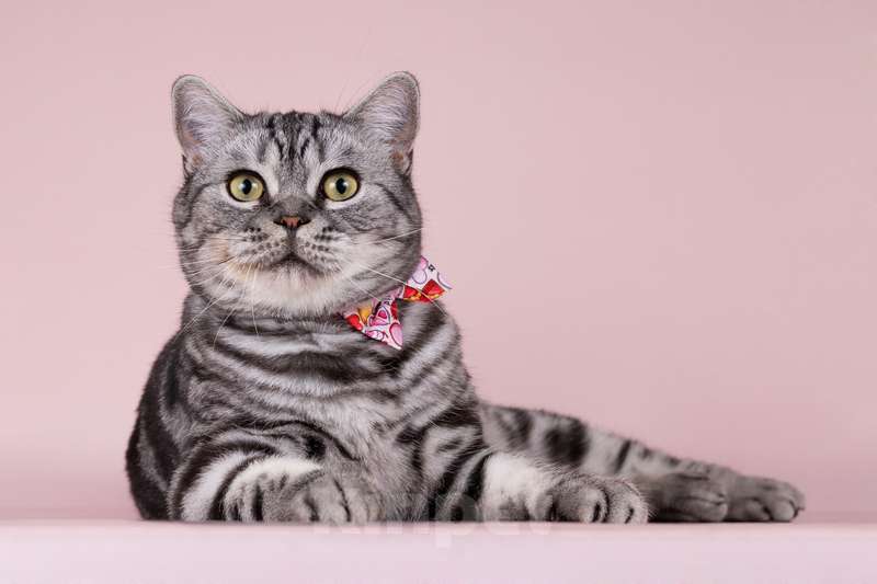 Кошки в Москве: Шотландская мраморная кошка Моника в добрые руки Девочка, 10 руб. - фото 3