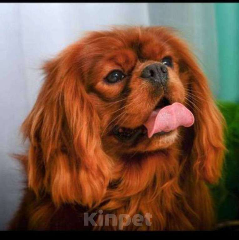 Собаки в Котовске: Продаются щенки Кавалер Кинг Чарльз спаниель Мальчик, 60 000 руб. - фото 6