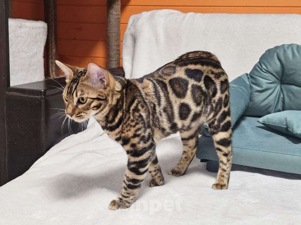 Кошки в Москве: Бенгальский котёнок Марсель Мальчик, 25 000 руб. - фото 10