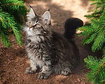 Кошки в Санкт-Петербурге: Котята Мейн Кун Мальчик, Бесплатно - фото 1