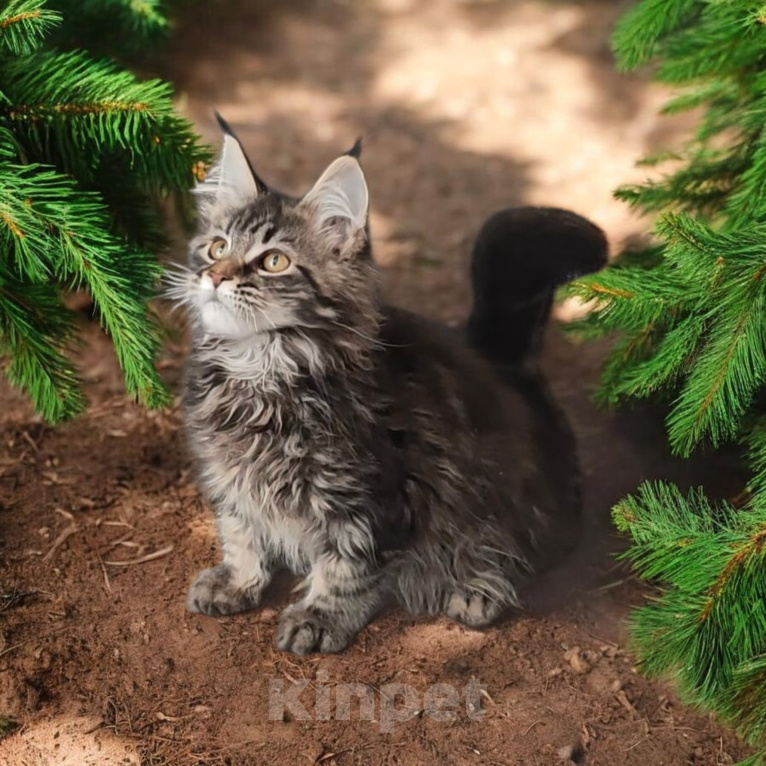 Кошки в Санкт-Петербурге: Котята Мейн Кун Мальчик, Бесплатно - фото 1