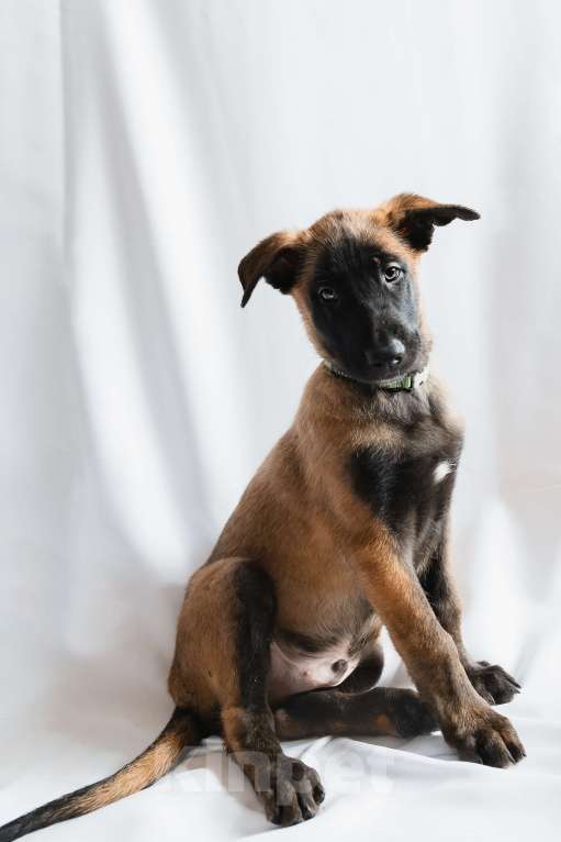 Собаки в Новосибирске: Кобель Мальчик, 55 000 руб. - фото 1