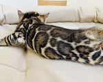 Кошки в Москве: Бенгальские котята питомник Leopardetta Мальчик, Бесплатно - фото 9
