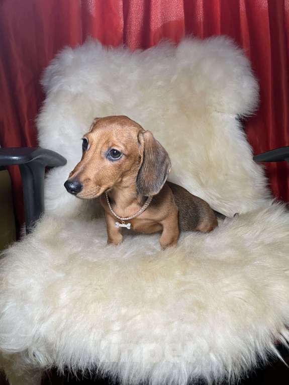 Собаки в Москве: Такса миниатюрная мальчик клубный Мальчик, 45 000 руб. - фото 7