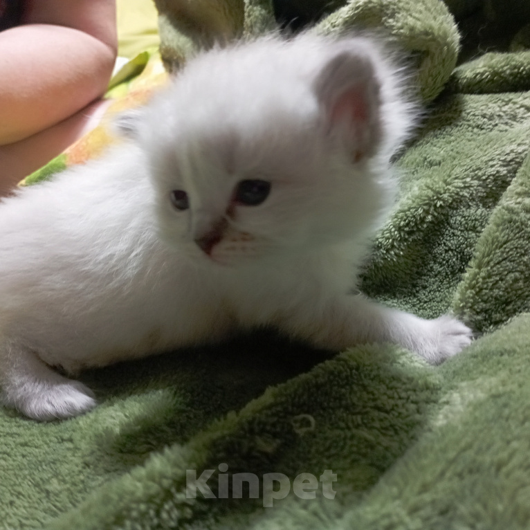 Кошки в Санкт-Петербурге: Котята Невская Маскарадная Разнополые, Бесплатно - фото 3